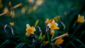 Preview wallpaper wild lily, flowers, petals, buds, yellow