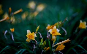 Preview wallpaper wild lily, flowers, petals, buds, yellow