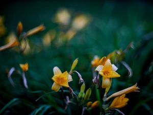 Preview wallpaper wild lily, flowers, petals, buds, yellow