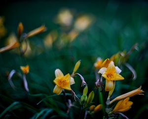 Preview wallpaper wild lily, flowers, petals, buds, yellow