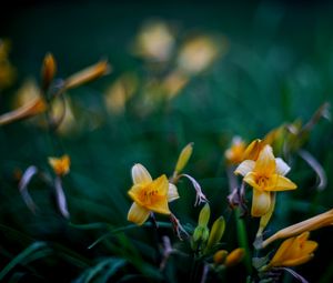 Preview wallpaper wild lily, flowers, petals, buds, yellow