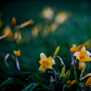 Preview wallpaper wild lily, flowers, petals, buds, yellow