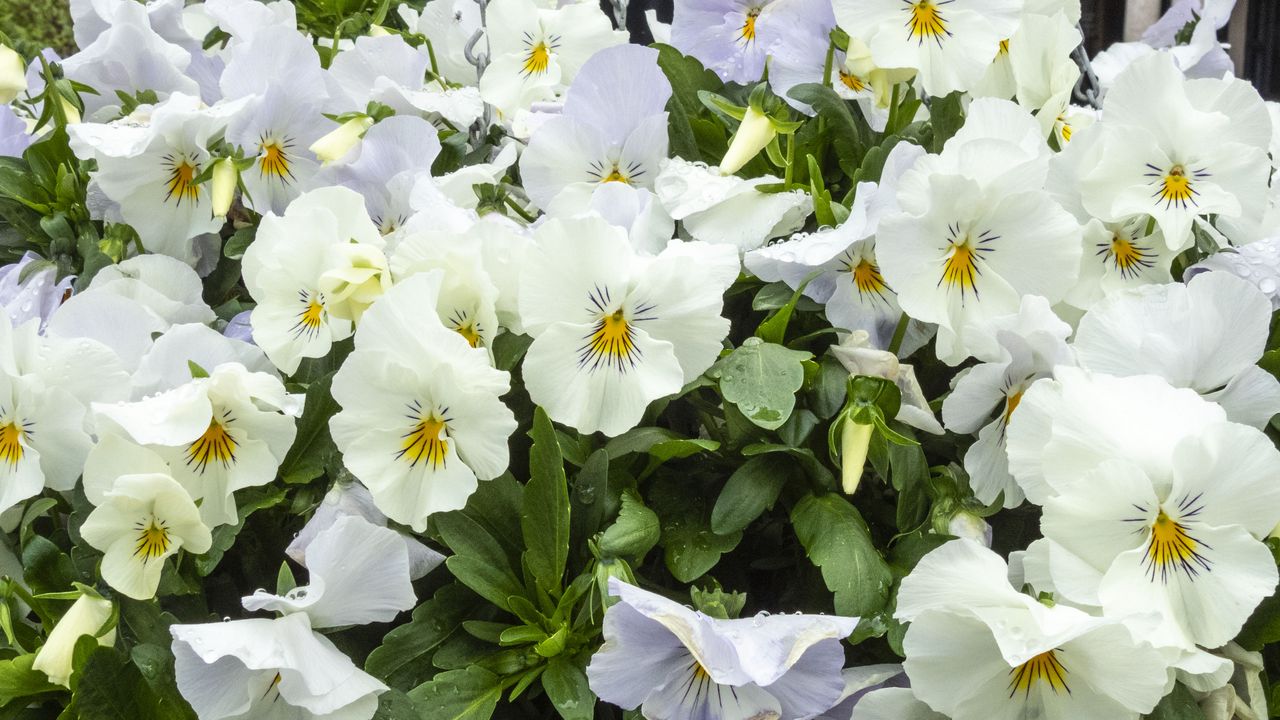 Wallpaper wild pansy, flowers, petals, white, leaves