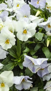 Preview wallpaper wild pansy, flowers, petals, white, leaves