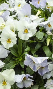 Preview wallpaper wild pansy, flowers, petals, white, leaves