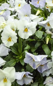 Preview wallpaper wild pansy, flowers, petals, white, leaves