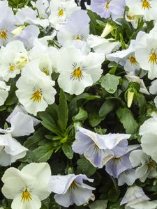 Preview wallpaper wild pansy, flowers, petals, white, leaves