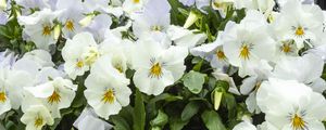 Preview wallpaper wild pansy, flowers, petals, white, leaves