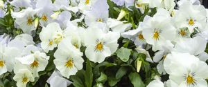 Preview wallpaper wild pansy, flowers, petals, white, leaves