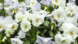 Preview wallpaper wild pansy, flowers, petals, white, leaves