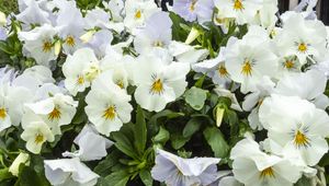 Preview wallpaper wild pansy, flowers, petals, white, leaves