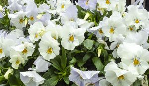 Preview wallpaper wild pansy, flowers, petals, white, leaves