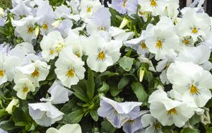 Preview wallpaper wild pansy, flowers, petals, white, leaves