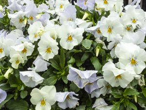 Preview wallpaper wild pansy, flowers, petals, white, leaves