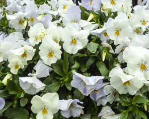 Preview wallpaper wild pansy, flowers, petals, white, leaves