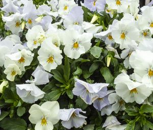 Preview wallpaper wild pansy, flowers, petals, white, leaves