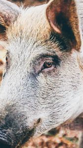 Preview wallpaper wild pig, muzzle, eyes