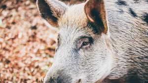 Preview wallpaper wild pig, muzzle, eyes