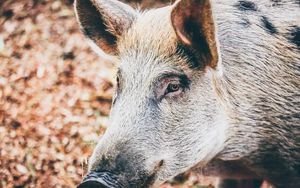 Preview wallpaper wild pig, muzzle, eyes