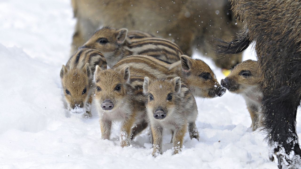 Wallpaper wild pigs, wild boar, winter