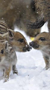 Preview wallpaper wild pigs, wild boar, winter