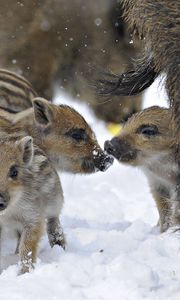 Preview wallpaper wild pigs, wild boar, winter