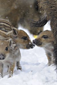 Preview wallpaper wild pigs, wild boar, winter