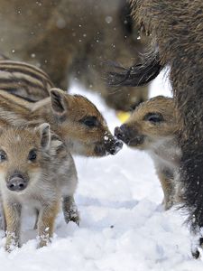 Preview wallpaper wild pigs, wild boar, winter