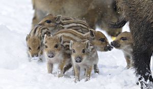 Preview wallpaper wild pigs, wild boar, winter