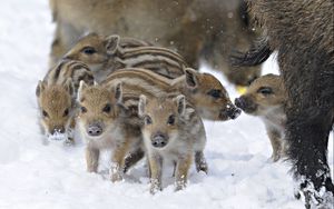 Preview wallpaper wild pigs, wild boar, winter