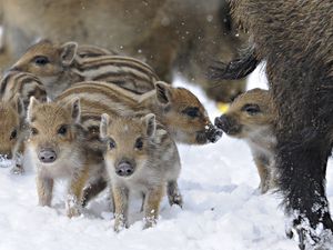 Preview wallpaper wild pigs, wild boar, winter