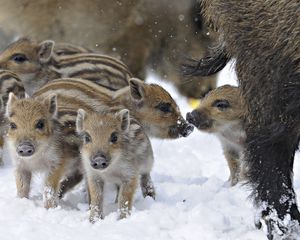 Preview wallpaper wild pigs, wild boar, winter