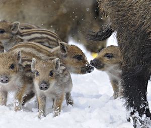 Preview wallpaper wild pigs, wild boar, winter