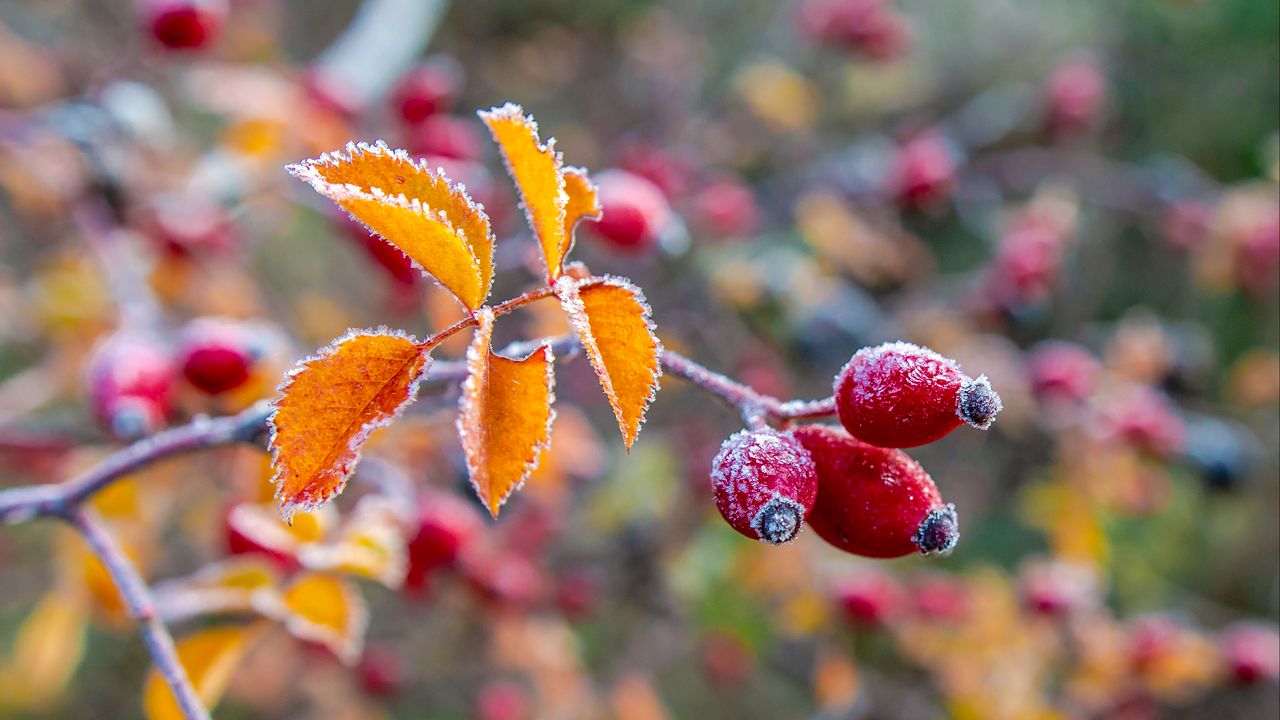 Wallpaper wild rose, berries, branch, frost, macro