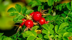 Preview wallpaper wild rose, berries, leaves, macro