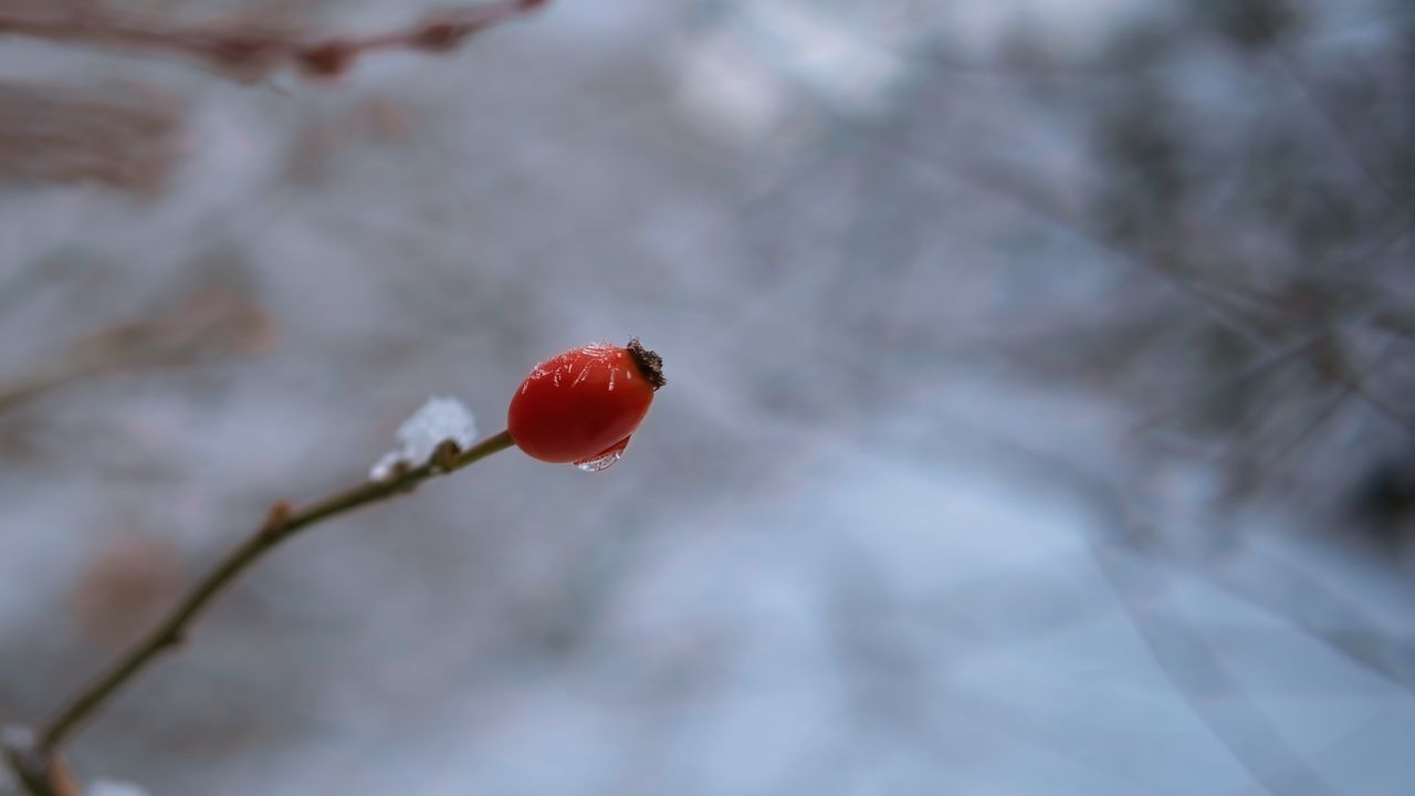 Wallpaper wild rose, branch, berry, drop, snow, winter, blur