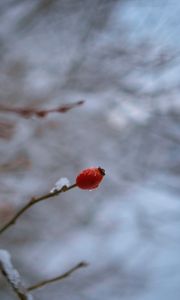 Preview wallpaper wild rose, branch, berry, drop, snow, winter, blur