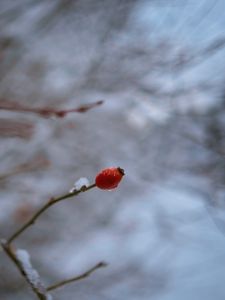 Preview wallpaper wild rose, branch, berry, drop, snow, winter, blur