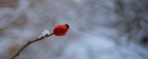 Preview wallpaper wild rose, branch, berry, drop, snow, winter, blur