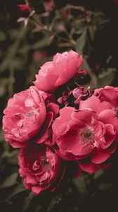 Preview wallpaper wild rose, flower, bloom, pink, bush