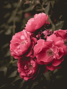 Preview wallpaper wild rose, flower, bloom, pink, bush