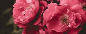 Preview wallpaper wild rose, flower, bloom, pink, bush