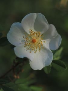 Preview wallpaper wild rose, flower, petals, leaves, macro