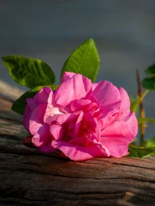 Preview wallpaper wild rose, flower, petals, pink, leaves