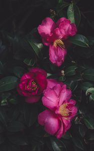 Preview wallpaper wild roses, bush, petals