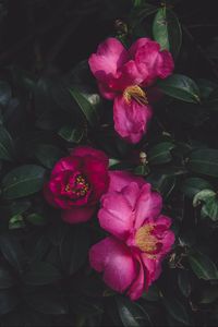 Preview wallpaper wild roses, bush, petals
