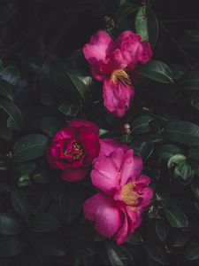 Preview wallpaper wild roses, bush, petals
