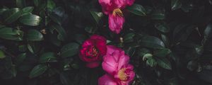 Preview wallpaper wild roses, bush, petals