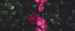Preview wallpaper wild roses, bush, petals