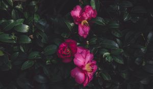 Preview wallpaper wild roses, bush, petals